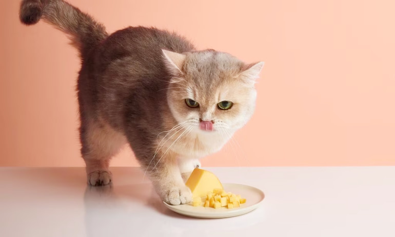 чому коти люблять сир