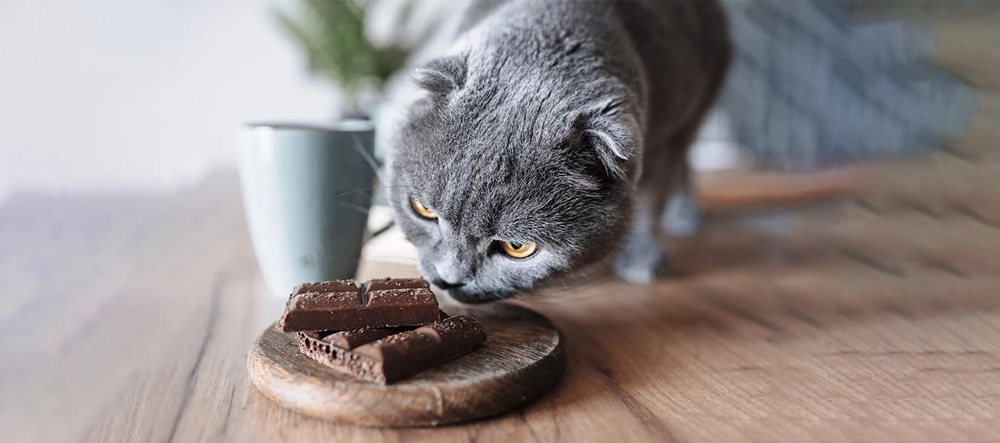 Кіт нюхає шоколад на столі — небезпечний продукт для котів