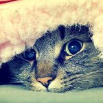 кіт ховається під ковдрою і виглядає з укриття