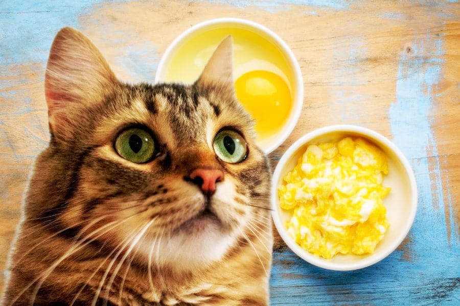 кіт поруч із сирим яйцем і яєчнею — чи можна коту сире яйце