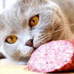 кіт нюхає ковбасу на столі — чи можна котам давати ковбасу