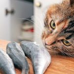 кіт нюхає шматок риби на столі — чи можна давати рибу котам