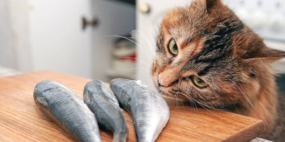 Чи можна коту давати рибу: користь, ризики та як правильно додавати її в раціон