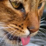 кіт п’є воду з миски — важливість водного балансу у котів