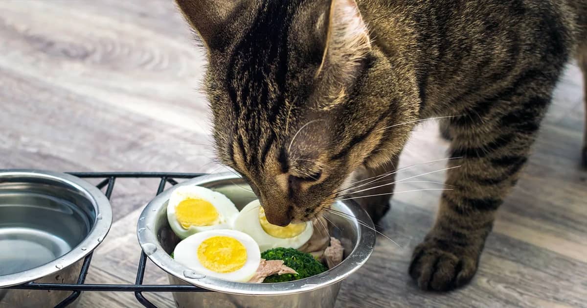 кіт їсть варене яйце з миски — чи можна коту варене яйце