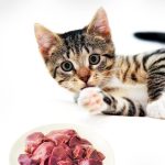 кошеня дивиться на сиру печінку на тарілці — чи можна коту давати печінку