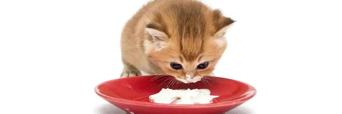 кошеня їсть молочний продукт з тарілки