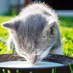 кошеня п’є молоко з миски — чи можна давати молоко котам