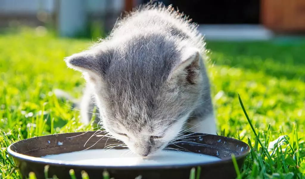 Чи можна коту давати молоко: користь, ризики та що радять ветеринари