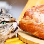 що не можна їсти котам небезпечні продукти для кота