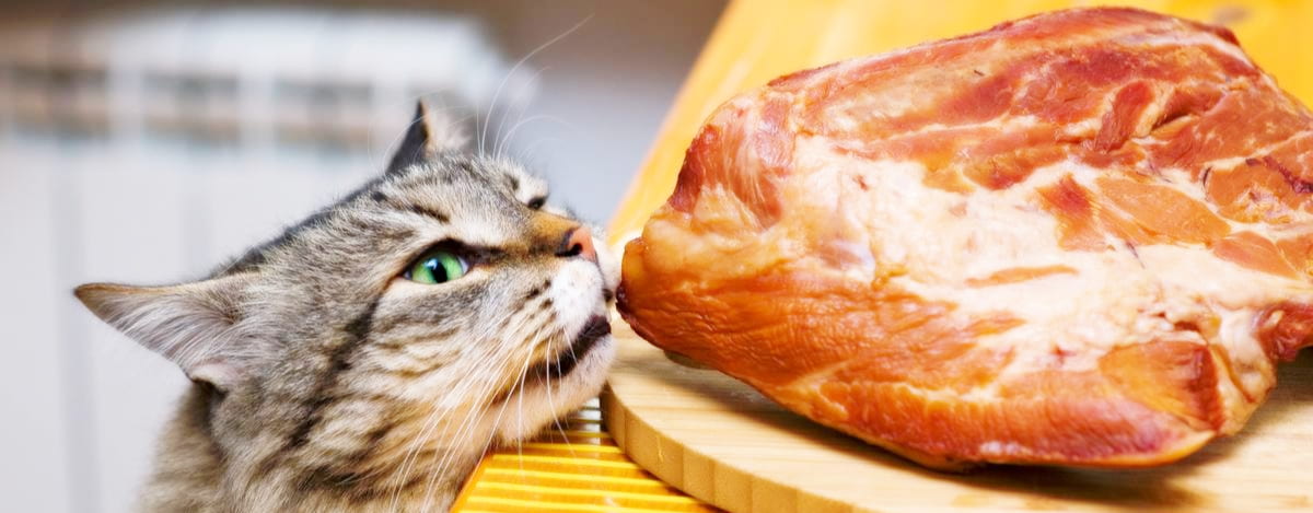 Що не можна їсти котам: повний список небезпечних продуктів для здоров’я кота