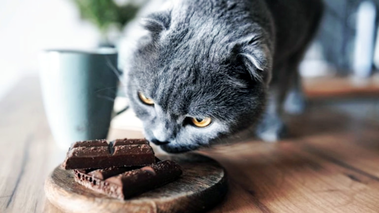 чому котам не можна шоколад