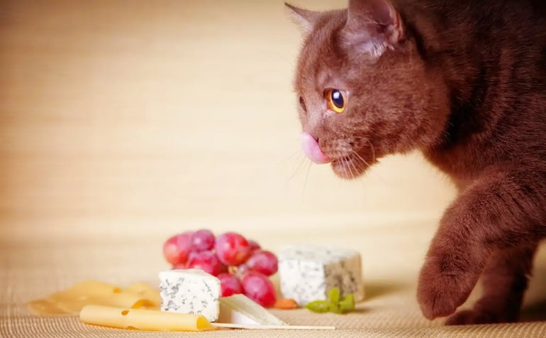 який сир можна котам