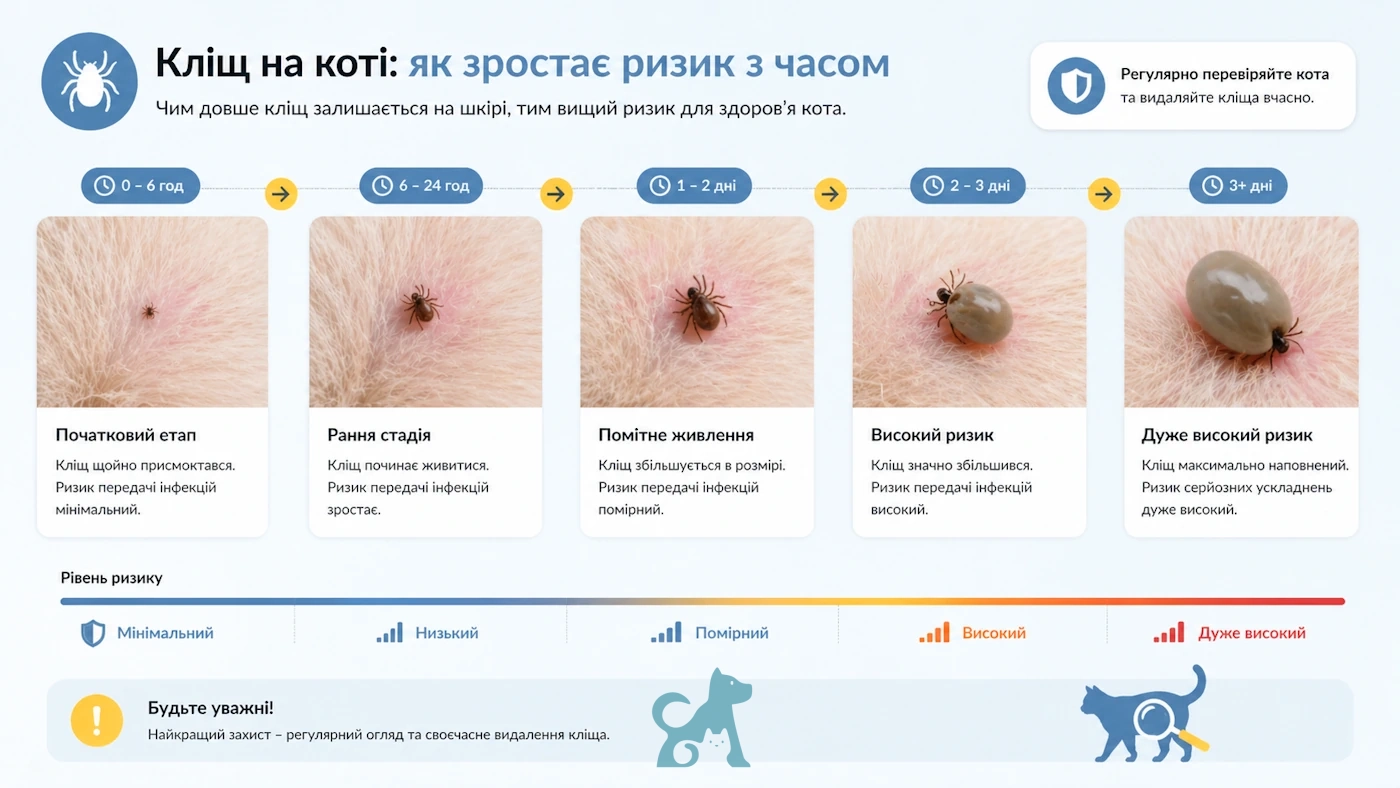 кліщ у кота по стадіях — як збільшується кліщ і ризик інфекцій з часом