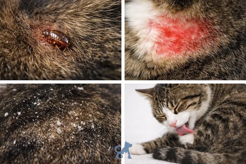паразити, подразнення шкіри та лущення як причини свербежу у кота