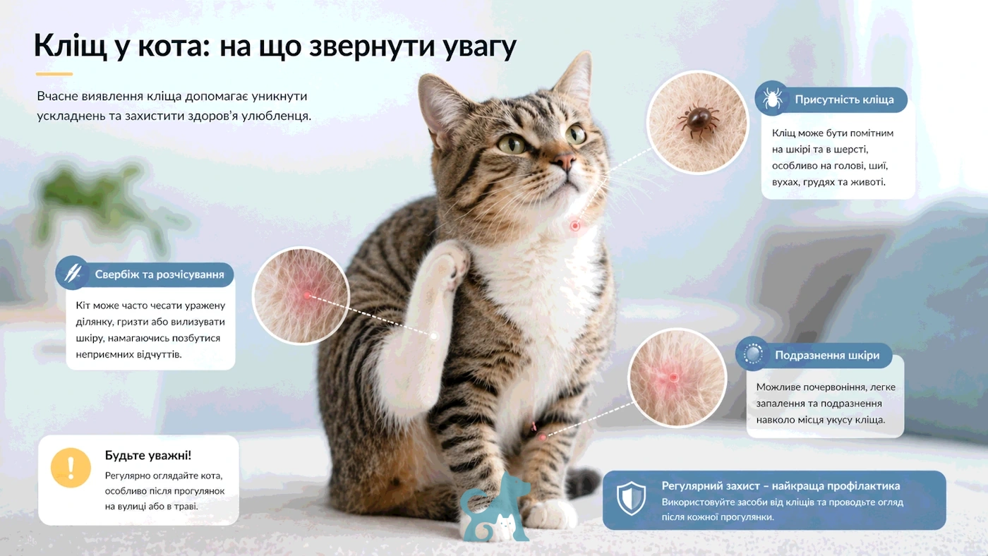 симптоми кліща у кота — свербіж почервоніння шкіри та кліщ у шерсті