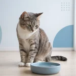 як перевірити зневоднення у кота миска з водою і спостереження за станом