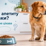 собака сидить біля миски з кормом але не хоче їсти