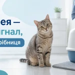 кіт поруч із лотком у ванній — діарея у кота як сигнал проблем зі здоров’ям