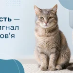 стан шерсті у кота як показник здоров’я — тьмяна або здорова шерсть
