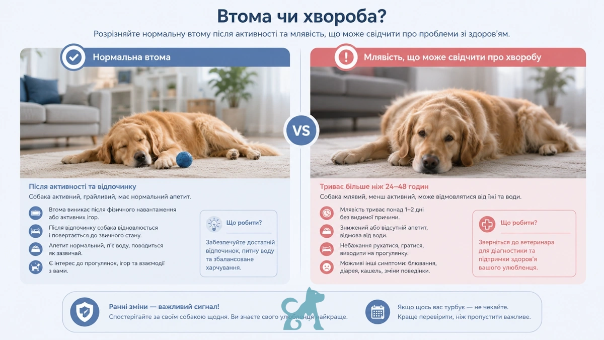 Порівняння нормальної втоми та млявості у собаки як можливого симптому захворювання