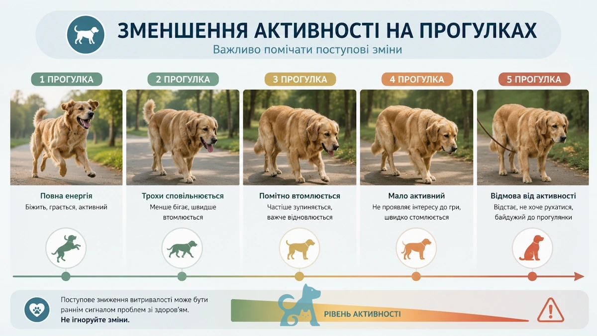 Поступове зниження витривалості у собаки