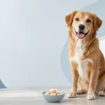 Здоровий собака поруч із мискою вареного курячого філе без кісток